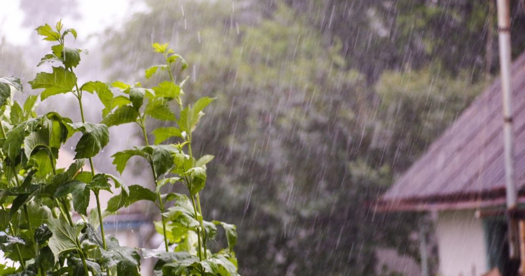 Regen kann Pflanzenerkrankungen verursachen. Überprüfen Sie ihre Blätter schnell schnell