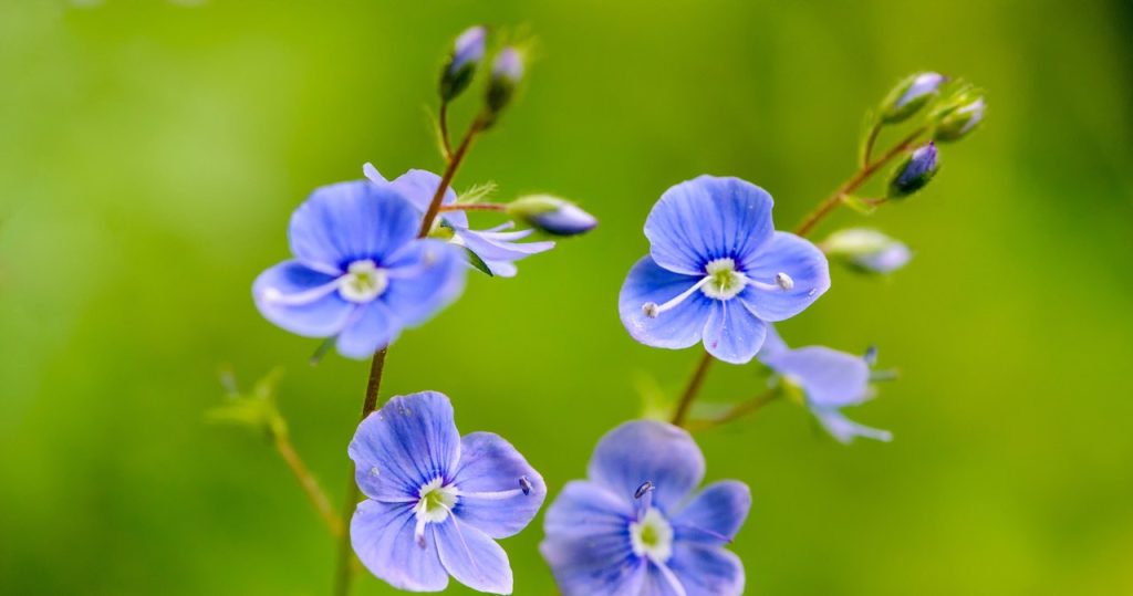 Platzieren Sie diese Anlage im Juli. Wird den Garten mit einem Meer von blauen Blumen überfluten