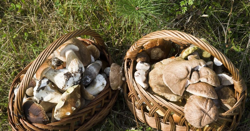 Yağmurdan sonra mantar aldı. Bu bölgede en çok şey var