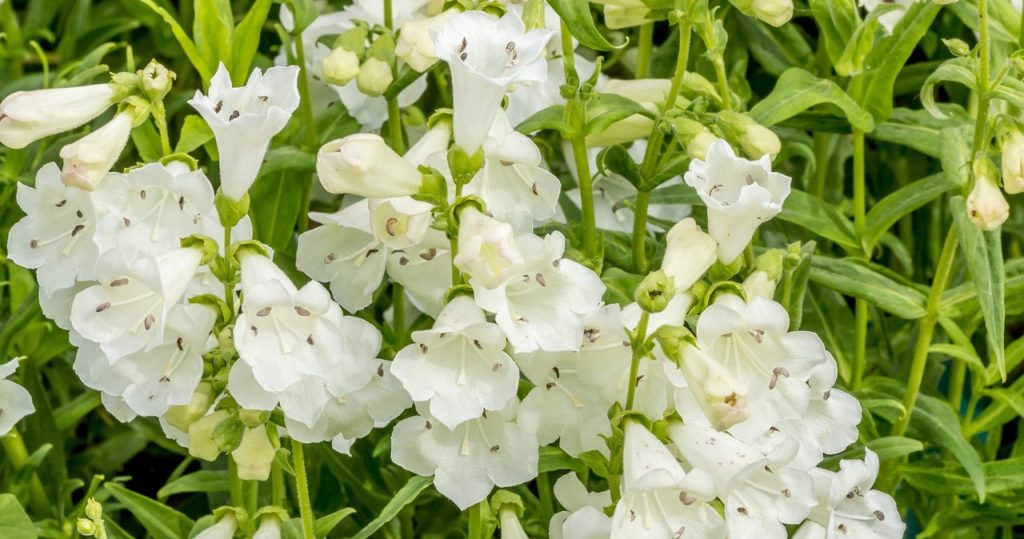 Er hat schöne kleine Blumen und befasst sich mit Schnecken makellos. Dafür brauche ich kaum Wasser