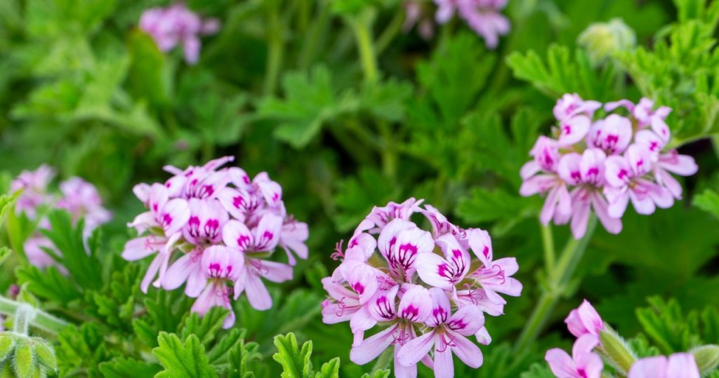 Er macht Mücken besser als Lavendel und Komarzyca. Platzieren Sie im Garten, auf dem Balkon oder auf der Fensterbank