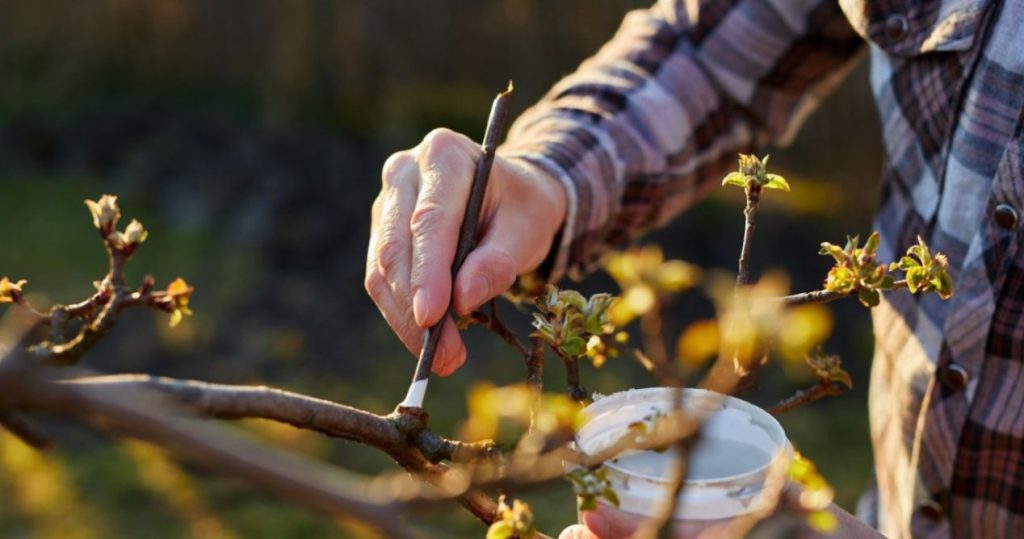 Der Wind hat die Pflanzen im Garten gebrochen? Bürsten Sie sie, um den Schaden zu beheben