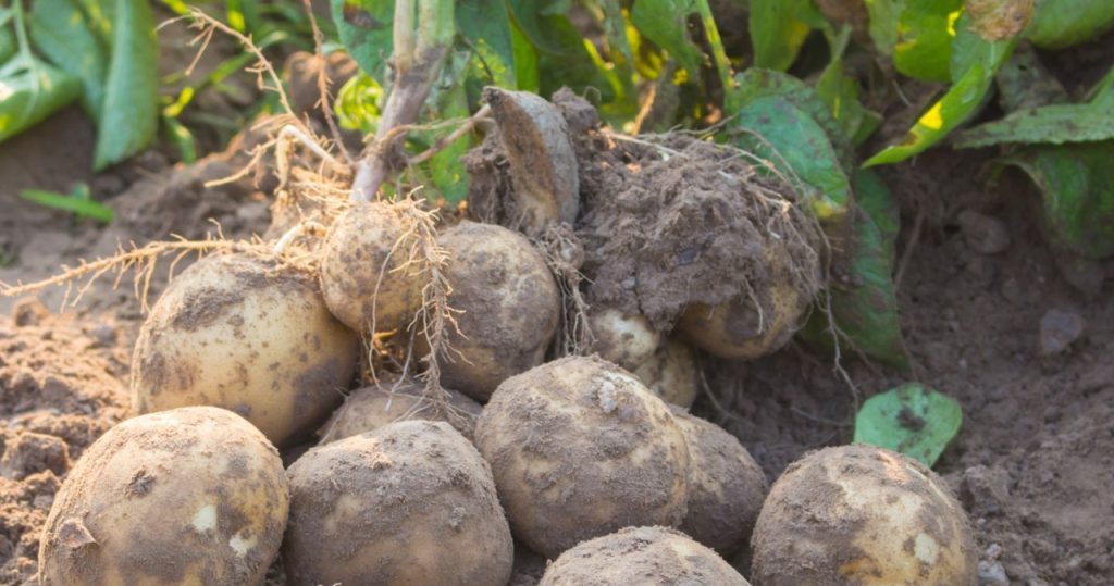 Wenn Sie das mit Kartoffeln machen, haben Sie den doppelten Ertrag. Dieses Patent wurde mir von meiner Großmutter verraten