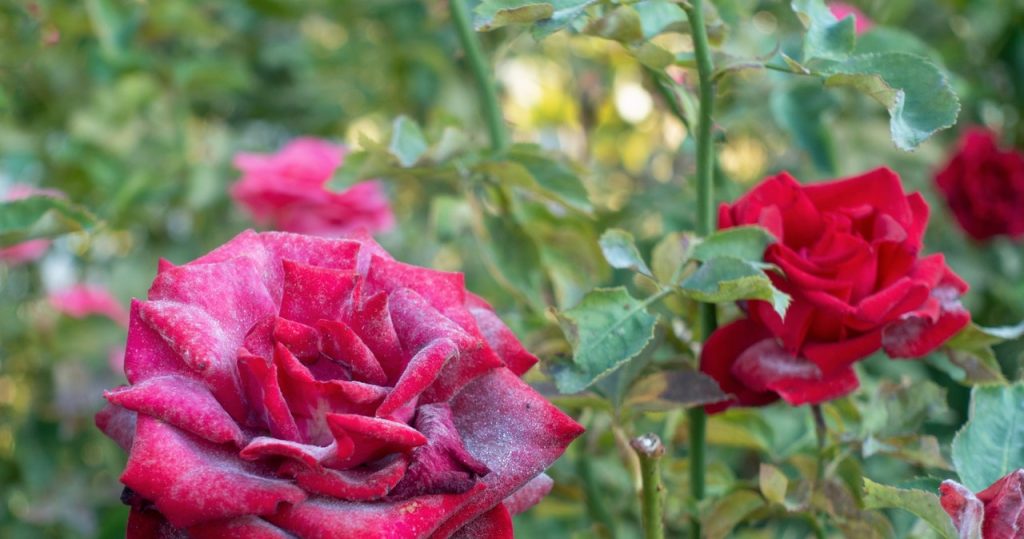 Sehen Sie einen solchen Überfall auf Roseblättern? Handeln Sie schnell, bevor die Krankheit den gesamten Garten zerstört