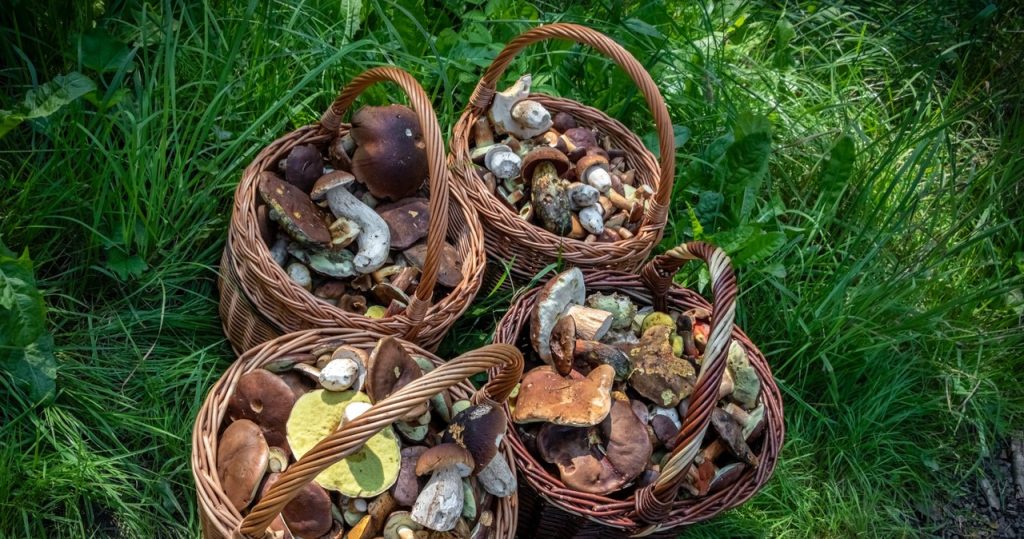 Nowy Sącz mantar döküntü. Bu ormanları boş bir sepetle bırakmayacaksın