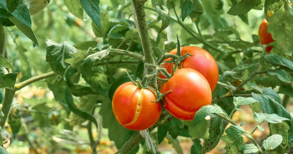 Knacken Ihre Tomaten am Strauch? Der Schuldige ist dieser Fehler beim Gießen