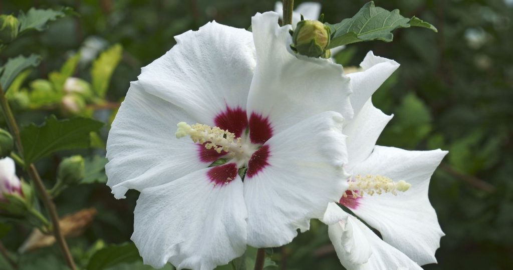 Anstatt wegzuwerfen, mischen Sie mit Wasser und Wasser Hibiskus. Sie werden fast bis November blühen