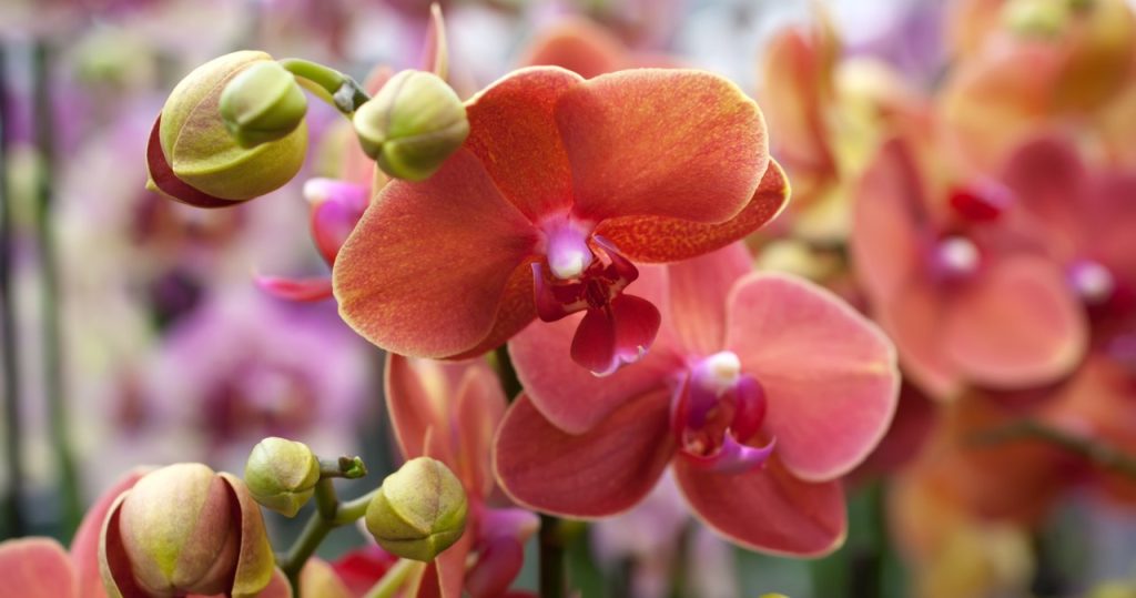 Schneiden Sie die Orchidee genau hier. Sie werden schnell neue Blumen sehen