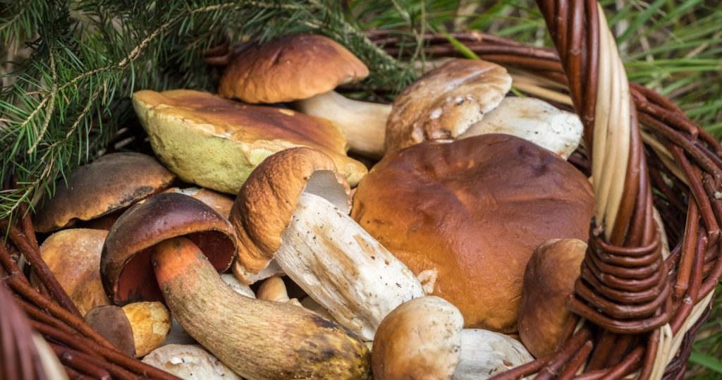 Łódź civarında mantar aldı. Bu ormanlarda en çok şey var