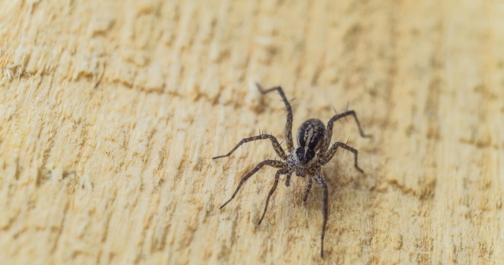 Örümcekler eve mi itiyor? Yere yayıldı ve bir veya iki kez kaybolacaklar