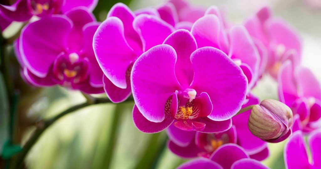 Wenn die Orchidee bricht, schneiden Sie ihn genau an diesem Ort ein. Er wird mit Knospen bestreuen