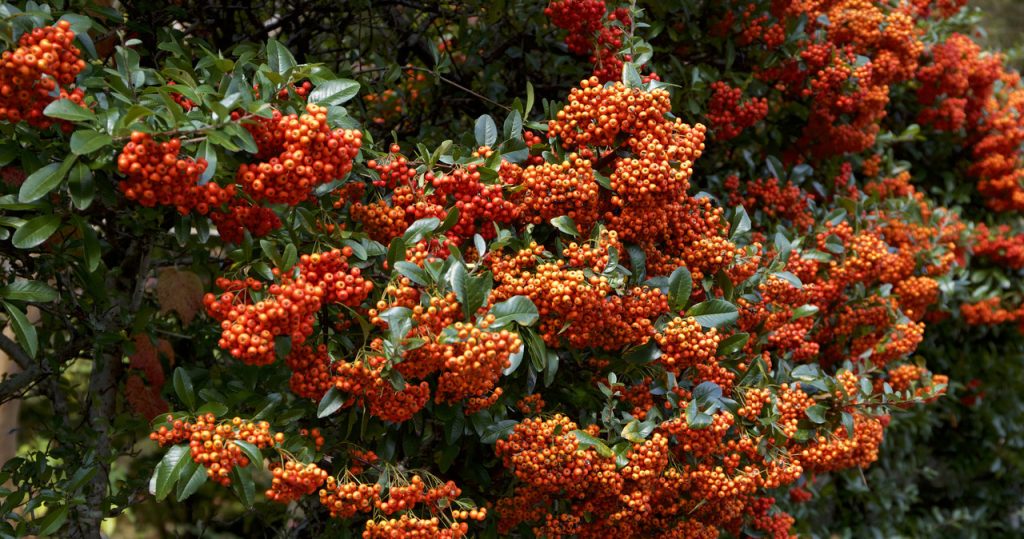 Pflanzen Sie anstelle von Tui. Um eine solche Hecke werden Sie von der ganzen Nachbarschaft beneidet