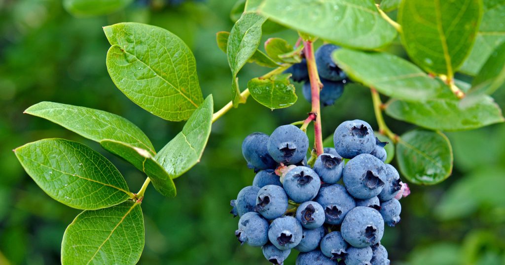 Anstatt wegzuwerfen, behandeln Sie amerikanische Blaubeeren. Noch im August wird er mit Obst bestreuen