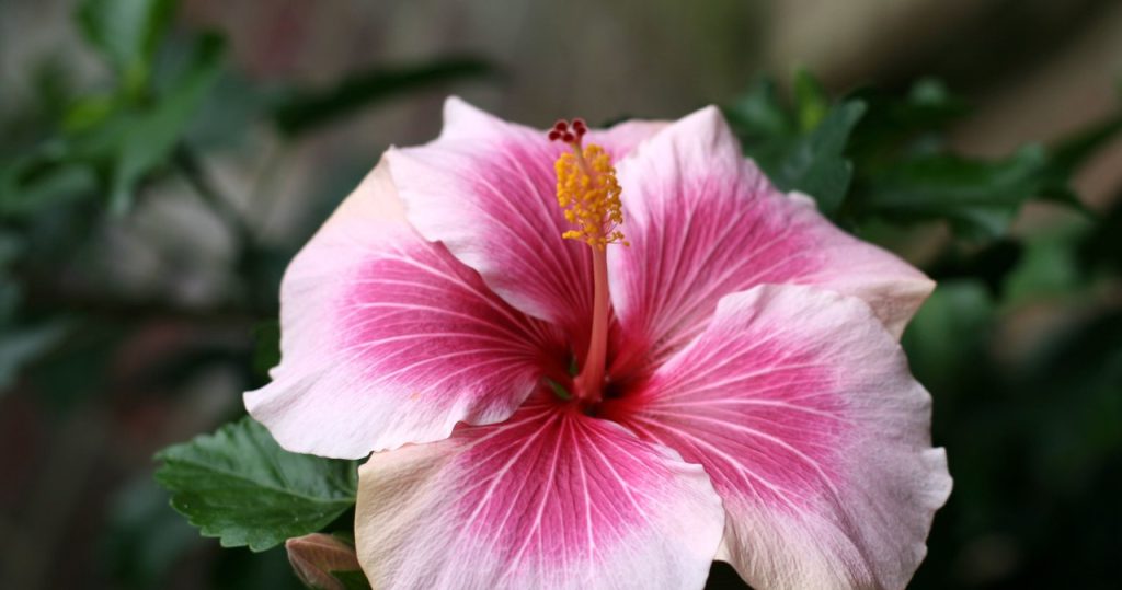 Ihr Hibiskus will nicht blühen? Der Grund ist so trivial, dass es schwer zu glauben ist