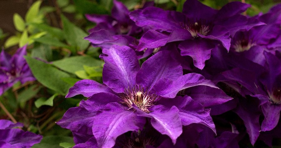Im August gießen Sie die Clematis. Sie werden den ganzen Herbst blühen