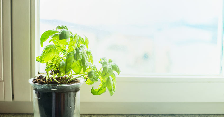 Basil vergeben diesen Fehler nicht. Deshalb richtet es ein paar Tage nach dem Kauf an