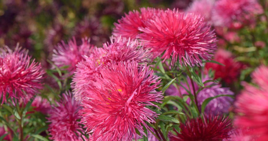Achten Sie darauf, diese Blumen bereits im August zu pflanzen. Ihre Blumenbeete werden die schönsten in der Gegend sein