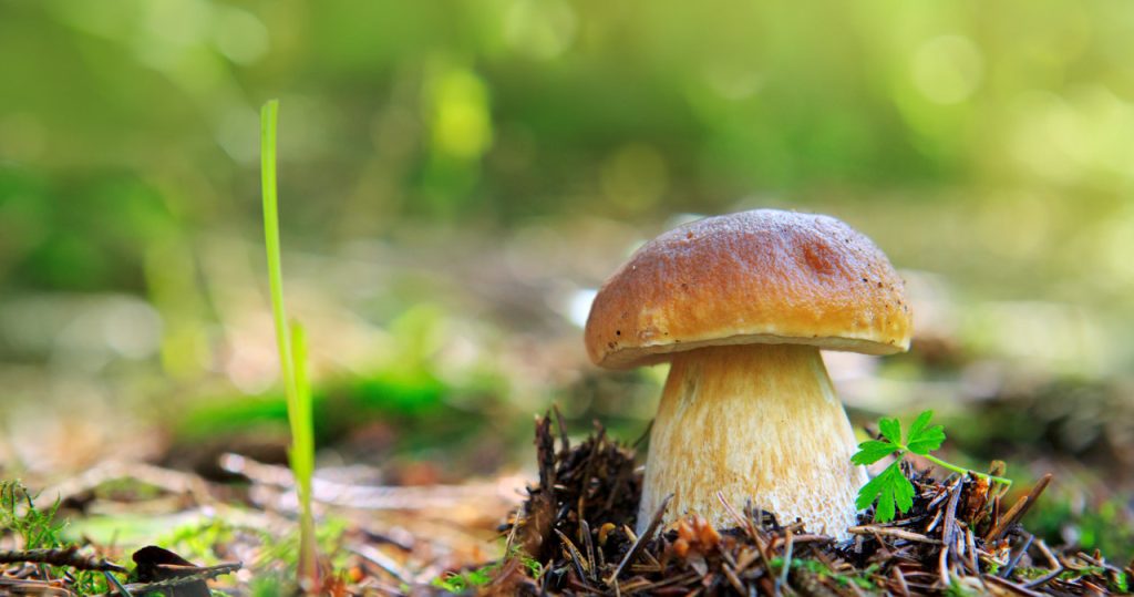 Sie müssen nicht im Wald laufen. Sie können diese Pilze leicht in Ihrem eigenen Garten anbauen