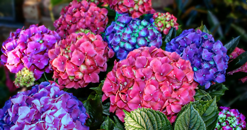 Sie können die Farbe der Hortensie noch ändern. Alles, was Sie tun müssen, ist