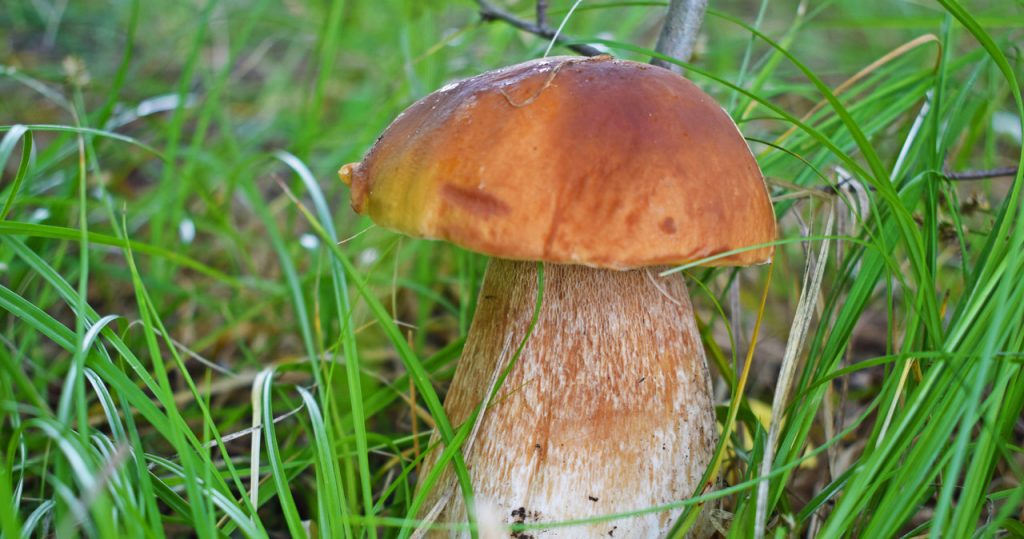 Şeytan ile bir Boletus için hata olmayacaksınız. Tek yapman gereken buna dikkat etmek