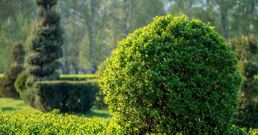 Ersetzen Sie sie im Garten durch Thuja. Sie ist hübscher und weniger anspruchsvoll, und der Pflanztermin ist bald
