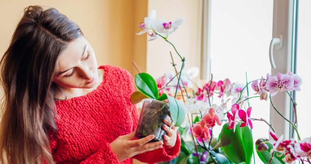 Ist die Orchidee nicht mehr zu sehen? Florist erklärt, woran das liegen könnte