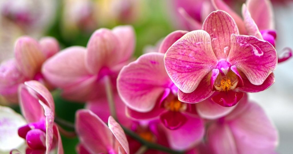 Die Orchidee will nicht blühen? Anstatt das „Wunder“ zu gießen, tun Sie diese einfache Sache
