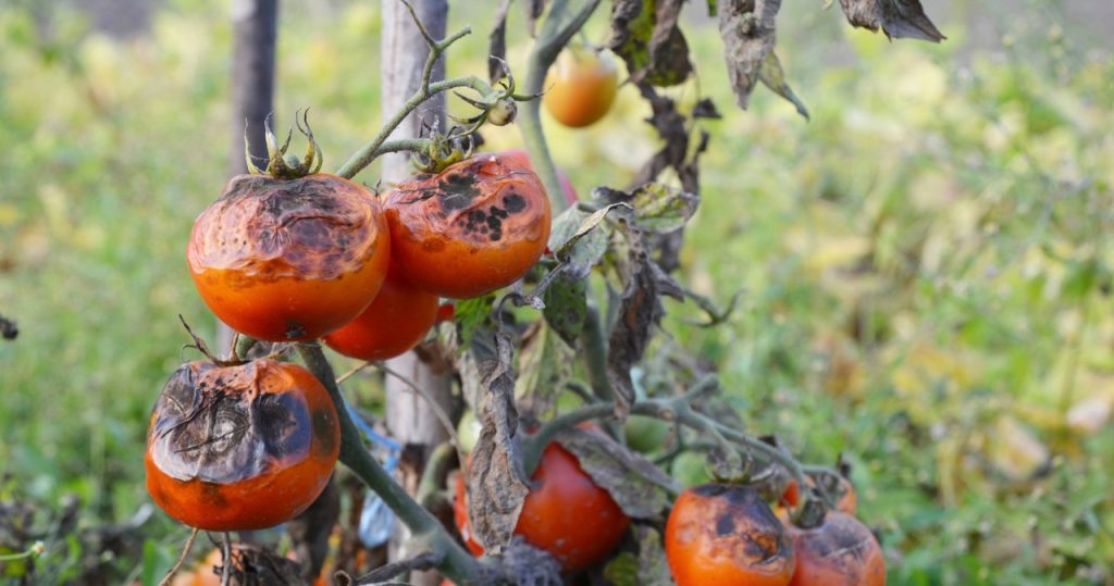 Kartoffelpest zerstörte Tomaten? Legen Sie es auf die Blumenbeete, um die Erde zu löschen
