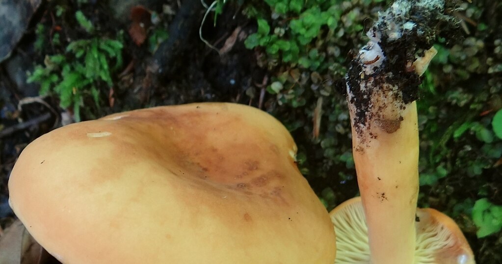 Çok az insan bu mantarların yenilebilir olduğunu biliyor. Ve onları çiğ yiyebilirsin