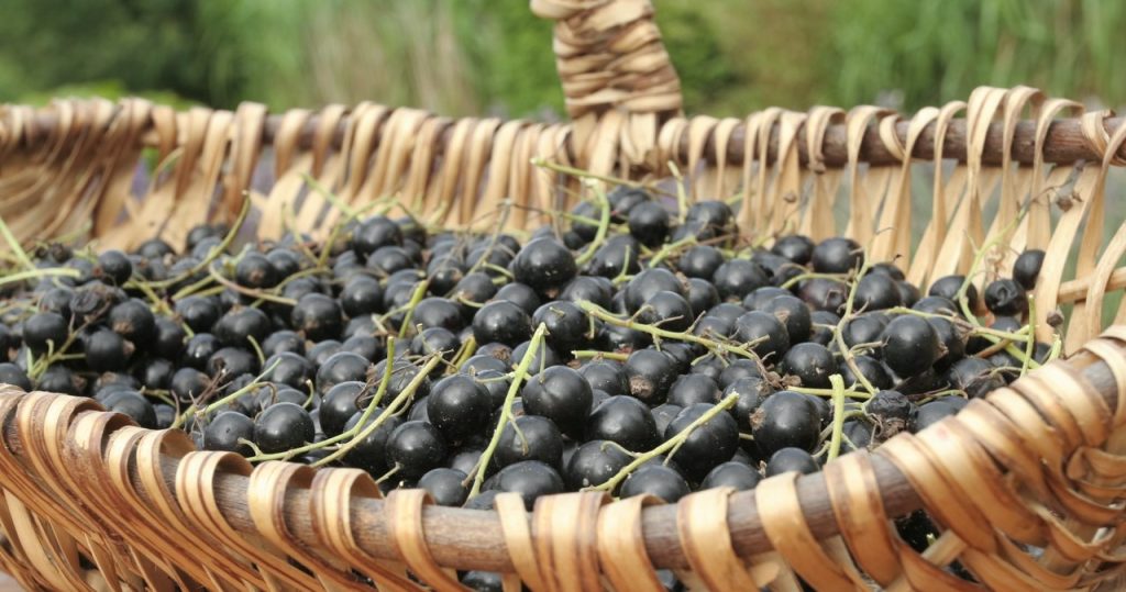 Herkes Goji Berries’ten memnun ve büyükannenin bahçesinde gerçek süper gıdalar büyüyor