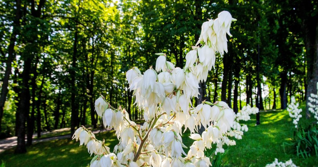 Fügen Sie unbedingt einen Garten Yuka hinzu. Andernfalls können Sie die Blumen vergessen