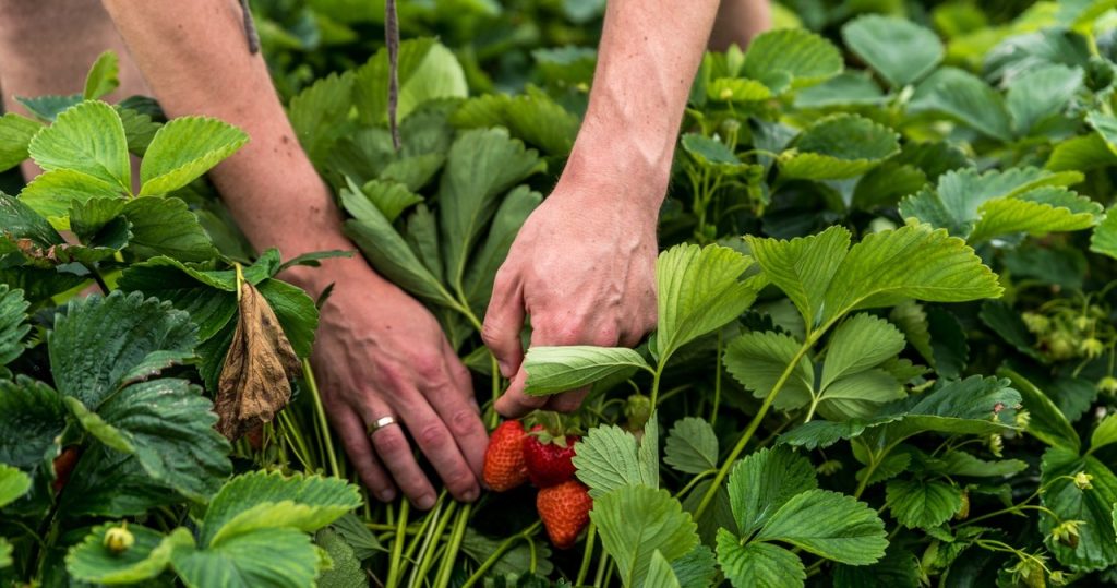Möchten Sie die leckersten Erdbeeren in der Gegend haben? Verpassen Sie diesen Datum nicht