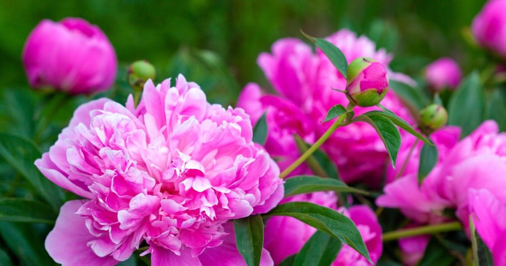 Schneiden Sie den Peon genau an diesem Ort um. Sie werden keine neuen Blumen zählen