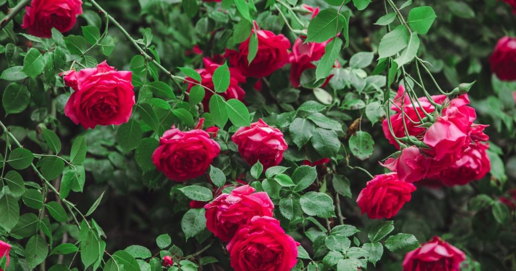 Bringen Sie die Sträucher im Garten aus einem Spaziergang im Wald. Rosen werden es Ihnen danken