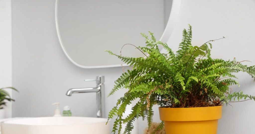 Haben Sie Feuchtigkeit in der Wohnung? Kaufen Sie diese Pflanzen unbedingt und Sie werden den Unterschied spüren