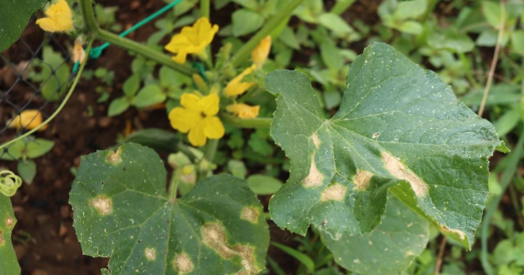 Sehen Sie solche Stellen auf Gurken? Warten Sie nicht, sie können den Gemüsegarten zerstören