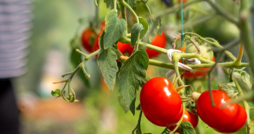 Machen Sie diese Woche das Sprühen. Braune Tomatenflecken werden verschwinden