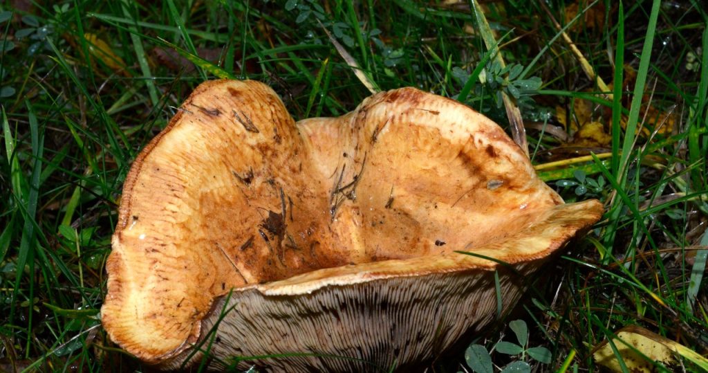 Bu mantarlara dikkat edin. Herkes bir kez onları yedi, bugün zehirli oldukları ortaya çıktılar