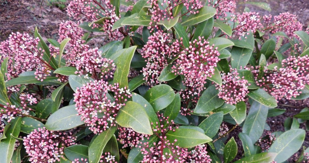 Diese Pflanze lässt den Garten nach den teuersten Parfums riechen. Treffen Sie diese immergrüne Schönheit