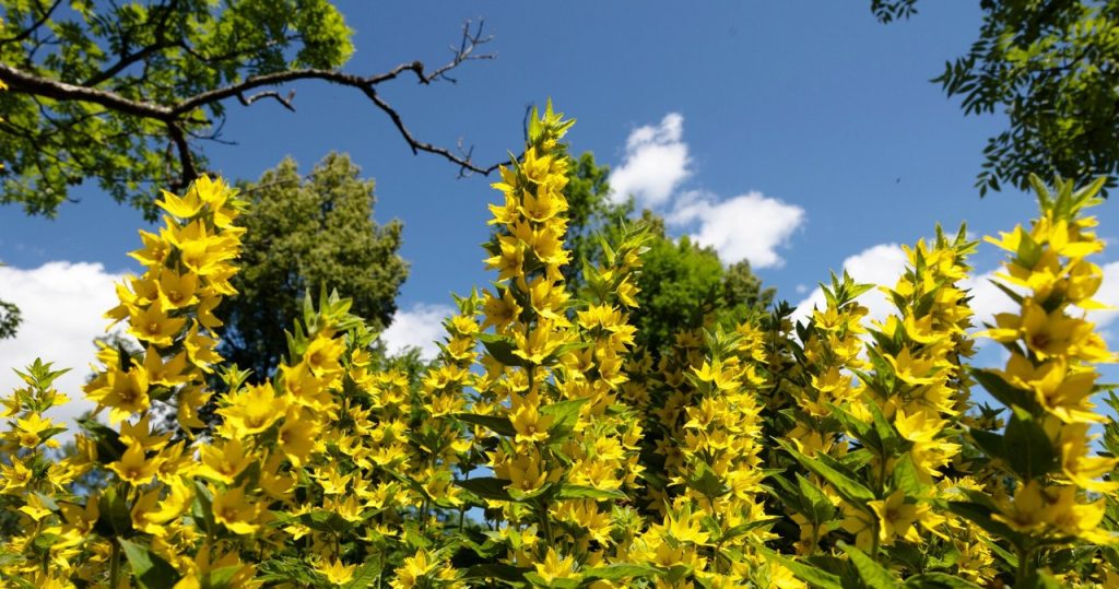 Sie wächst schnell und hat viele glockenförmige Blüten. Du kannst sie schon jetzt pflanzen