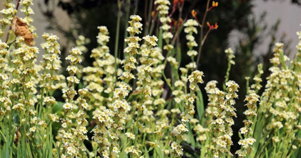 Schöner und weniger anspruchsvoll als Gladiolen. Diese Blumen sind die größte Dekoration meines Gartens