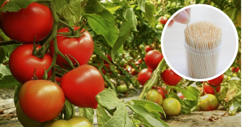 Die Tomaten reifen im Handumdrehen nach. Alles, was Sie brauchen, ist ein einfacher Zahnstocher