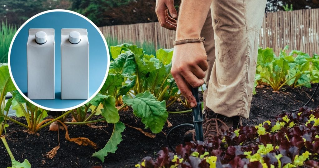 Die Mutter -In -Laute ist Milchkartons zum Garten. Ich fand sie verrückt, bis ich den Grund traf