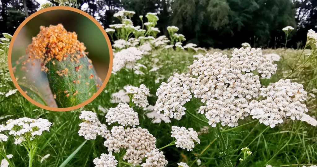 Bringen Sie vom Spaziergang und gießen Sie Wasser. Spinnen und Blattläuse werden fliehen, wo der Pfeffer wächst