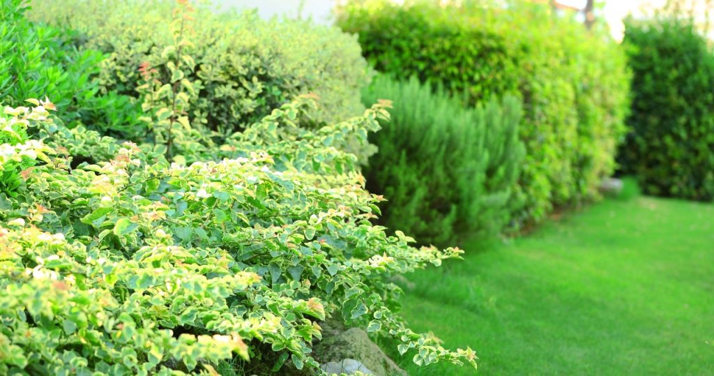 Viele Blätter und wenige Blumen? Überprüfen Sie, ob Sie diesen Fehler im Garten machen