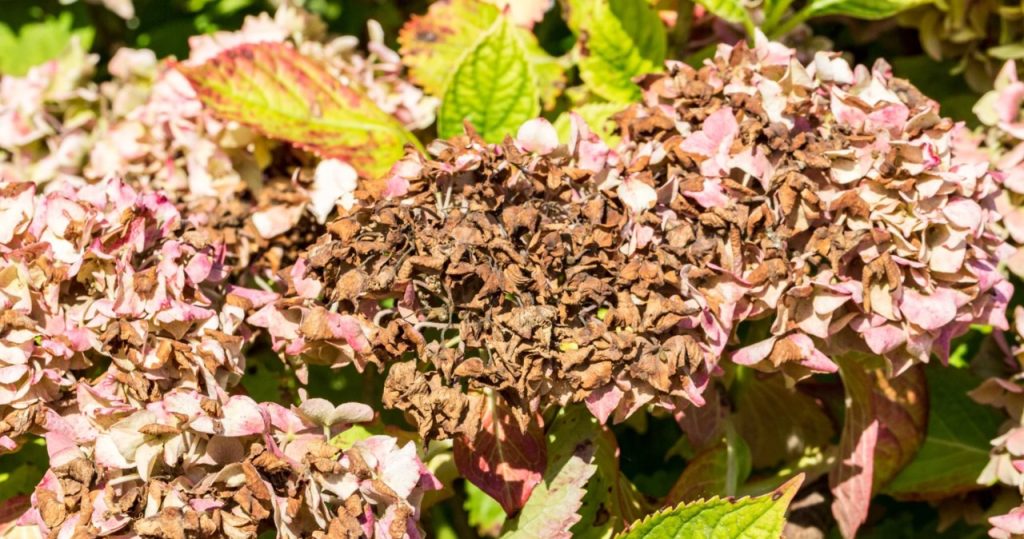 Hydressblumen sind braun? Sie werden ihre Farbe so schnell wiederherstellen