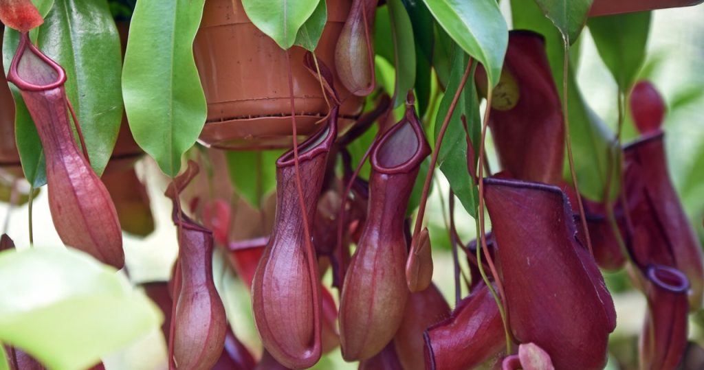 Mücken sind eine Delikatesse für sie. Sie müssen diese Topfpflanze zu Hause haben