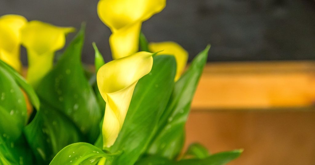 Alle Gäste werden solche Blumen beneiden. Dies ist die Königin von Topfpflanzen