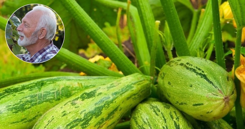 Wann sammeln Sie Zucchini, um sie lecker zu machen? Gärtner sprechen über 3 Zeichen