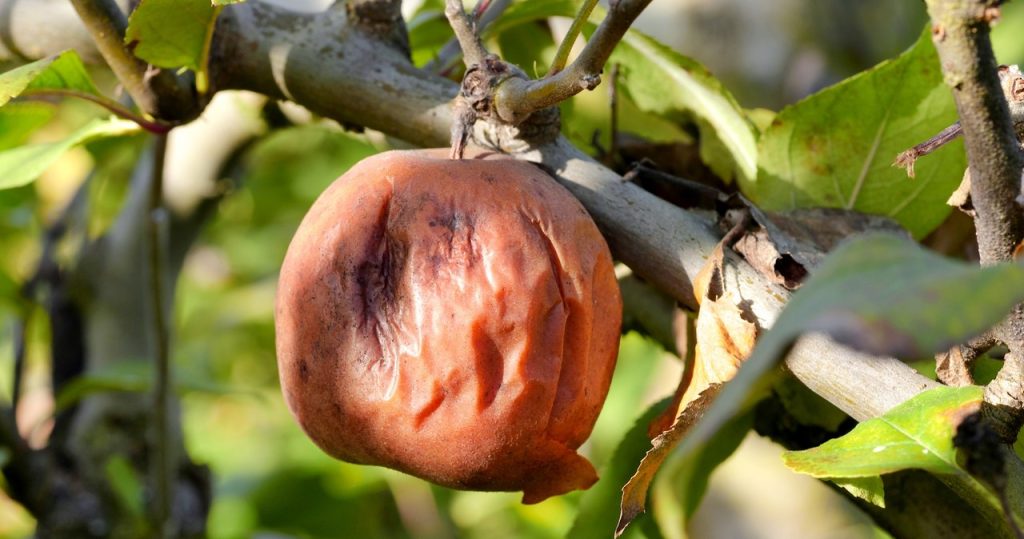 Früchte verrotten auf Bäumen? Zögern Sie nicht, tun Sie es, wenn es zu spät ist